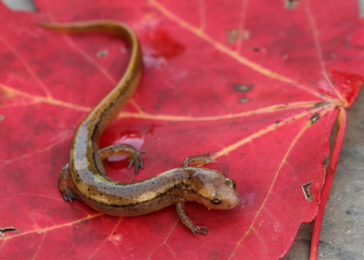 Two-lined Salamander